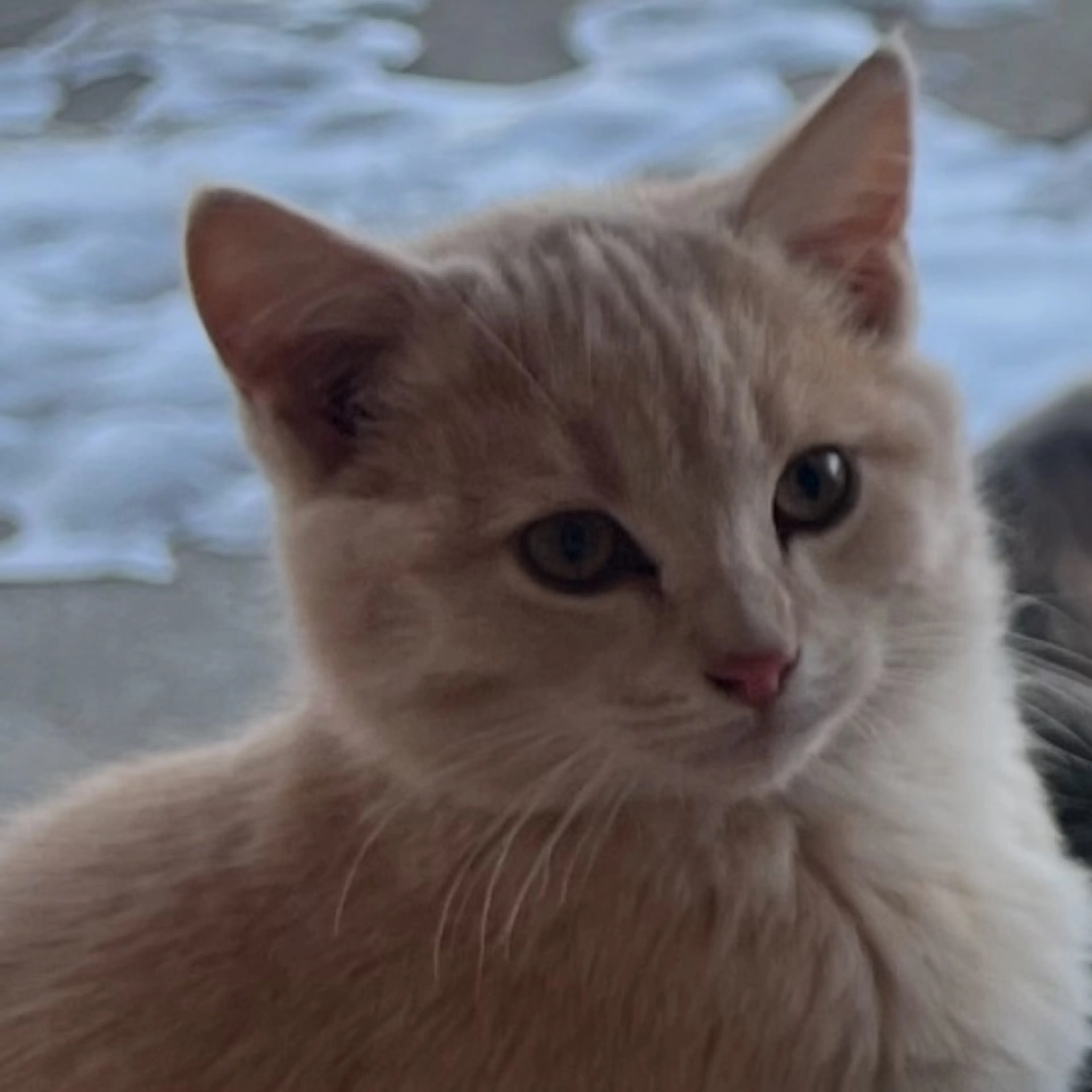 Lost pet