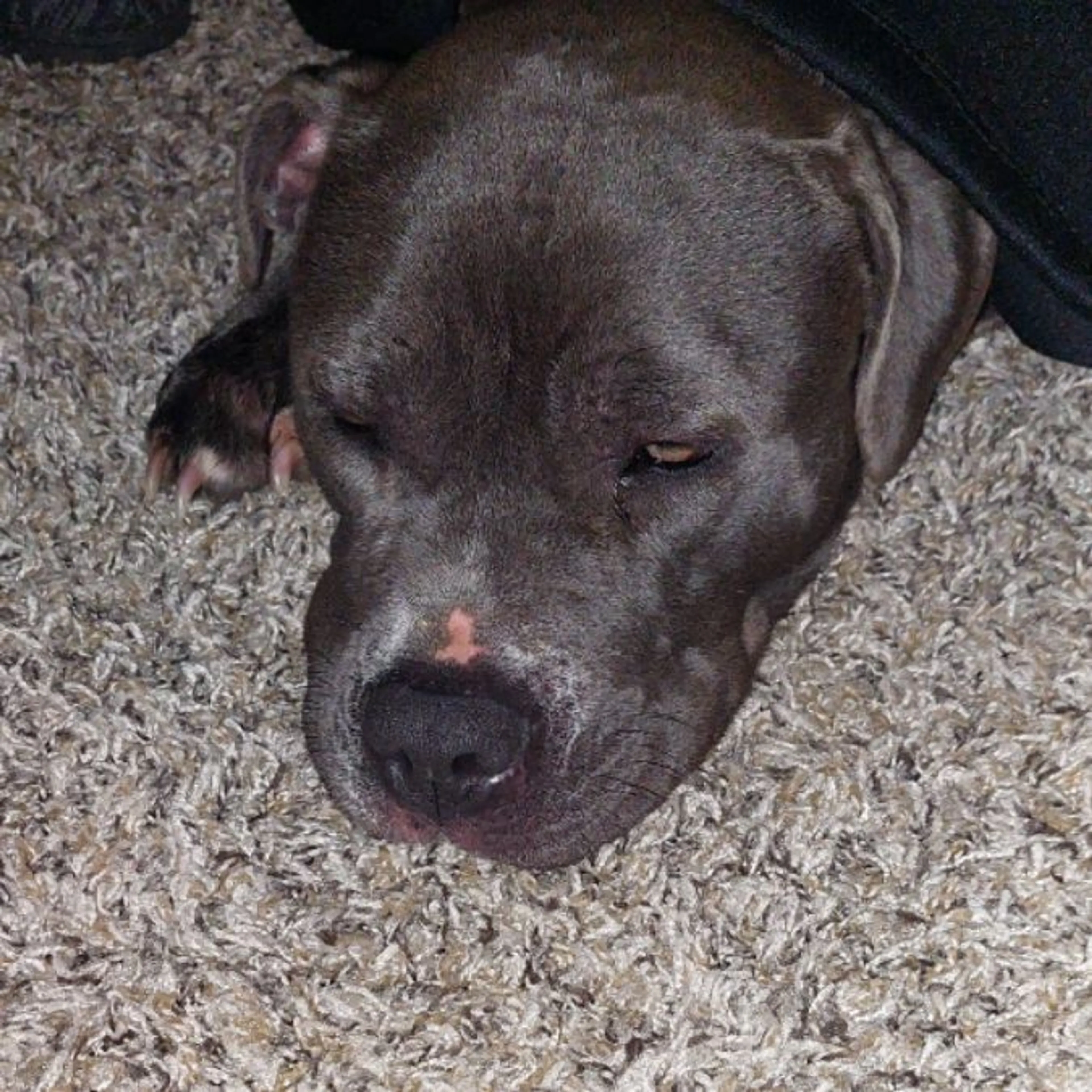 Found pet