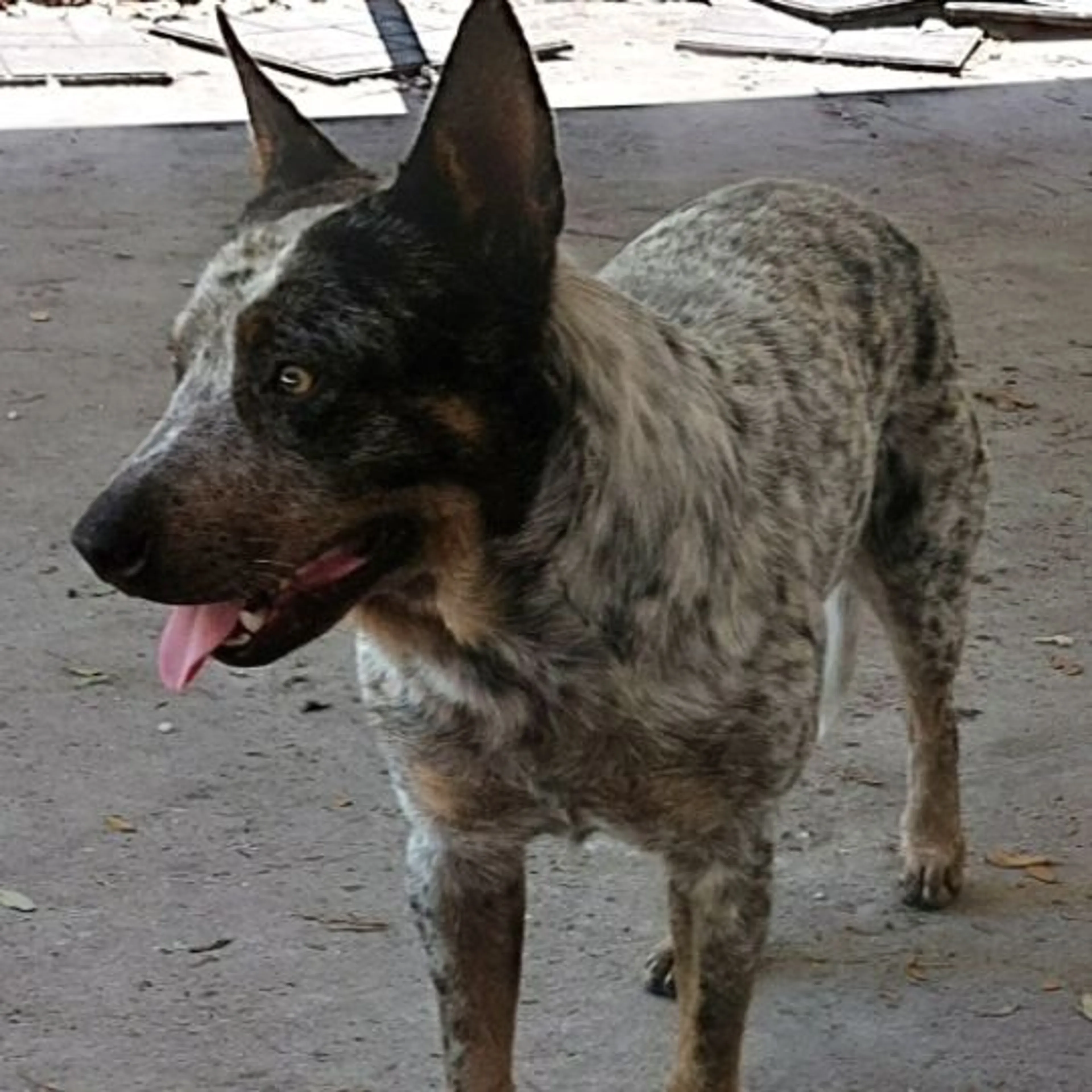 Lost pet