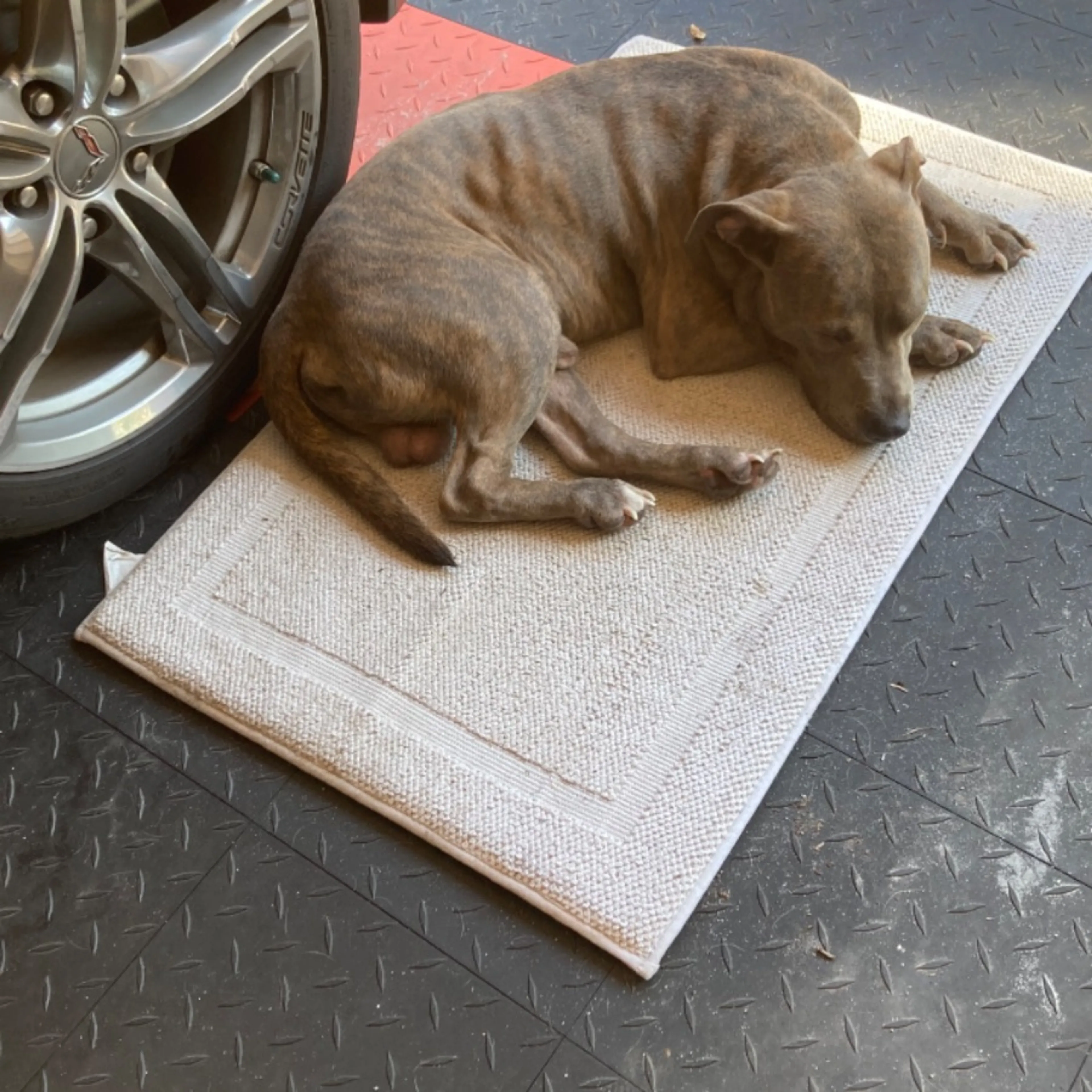 Found pet-0