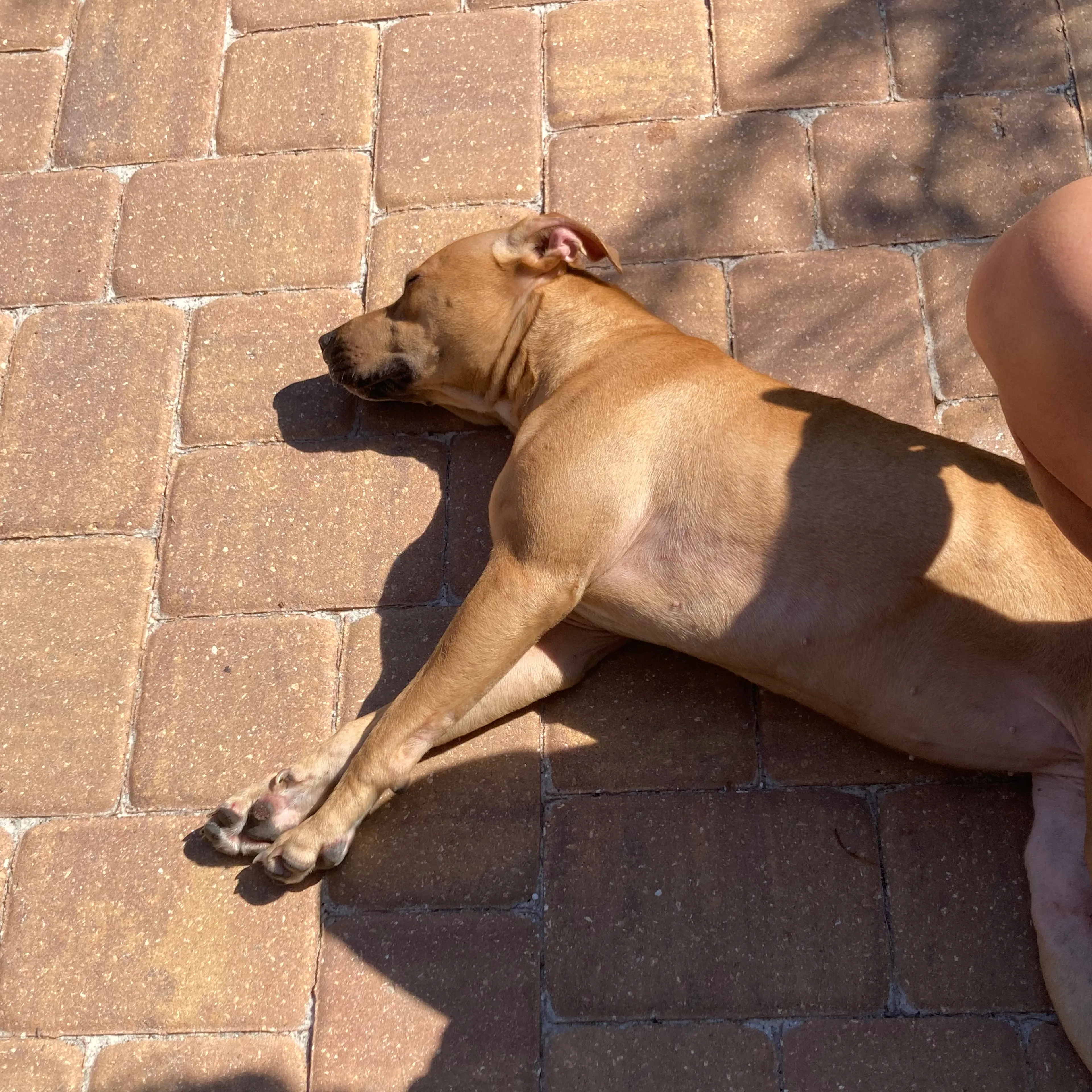 Found pet-1