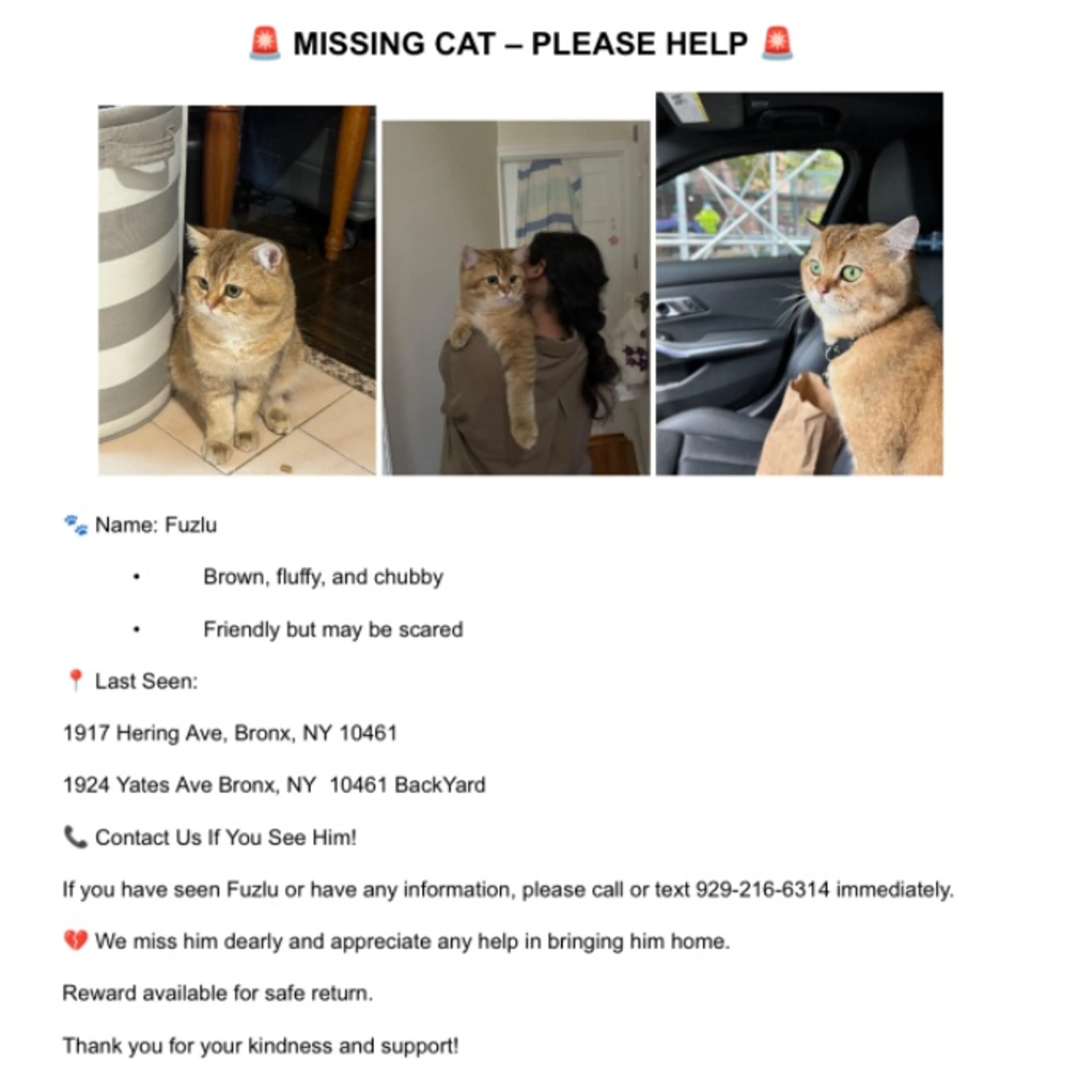 Lost pet