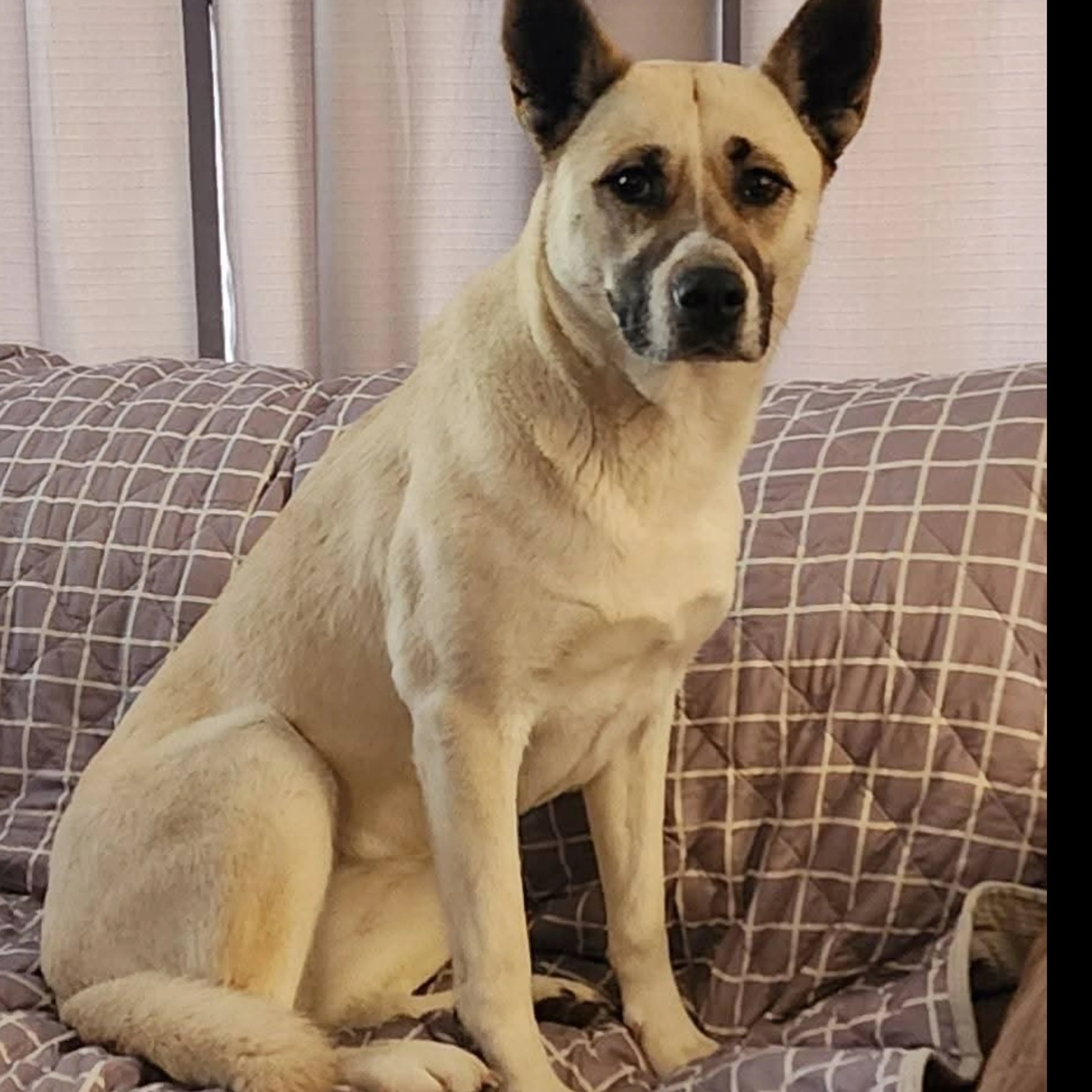 Found pet-1