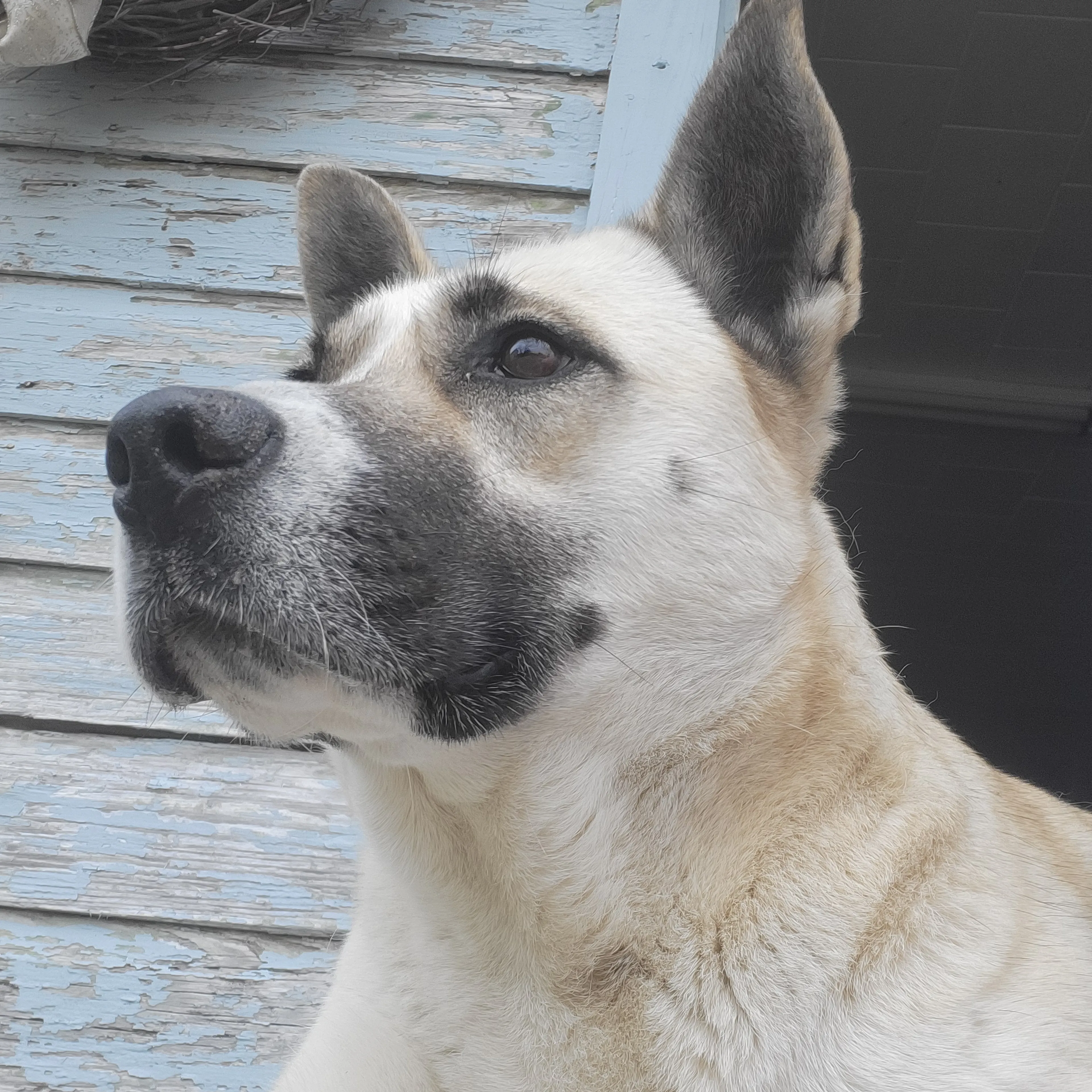 Found pet-3