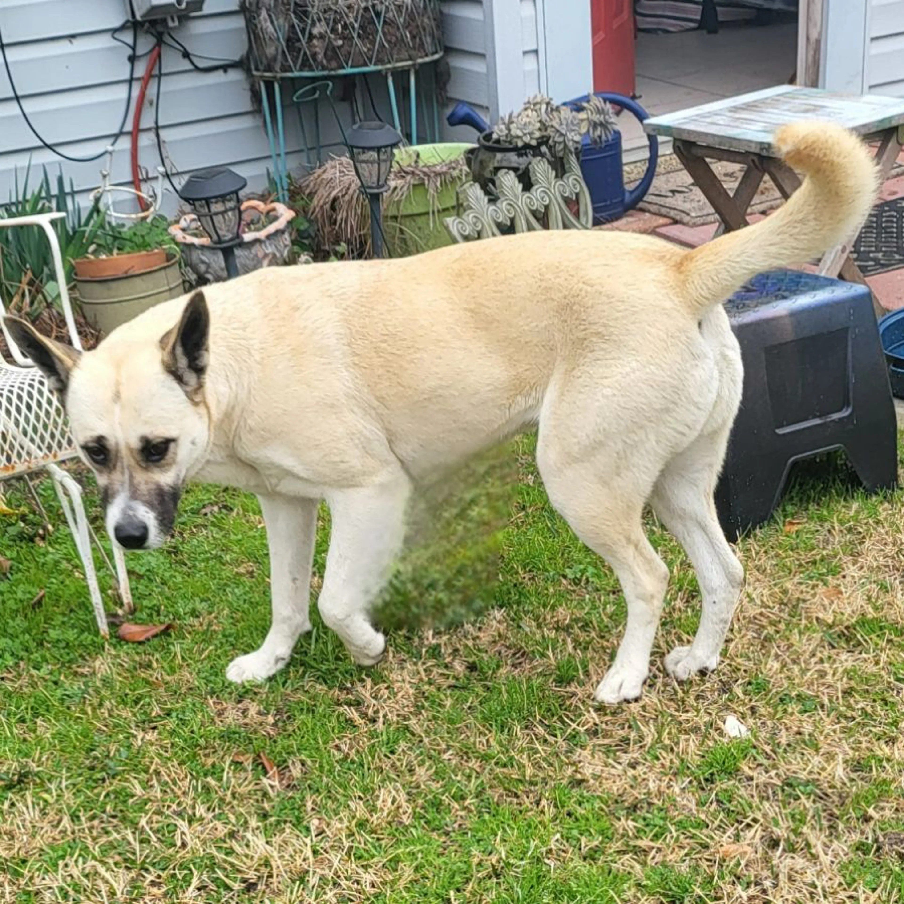 Found pet-0