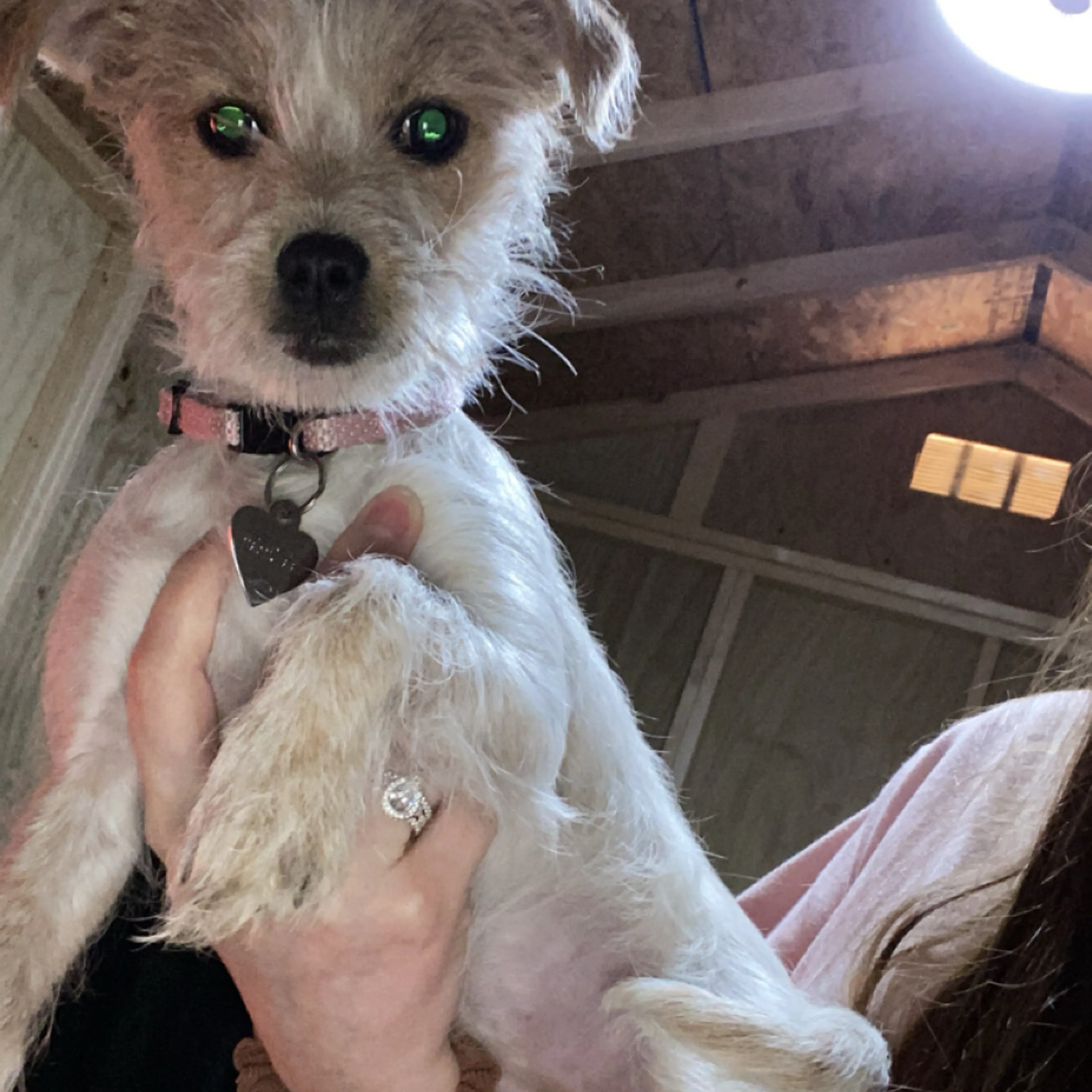 Lost pet-1