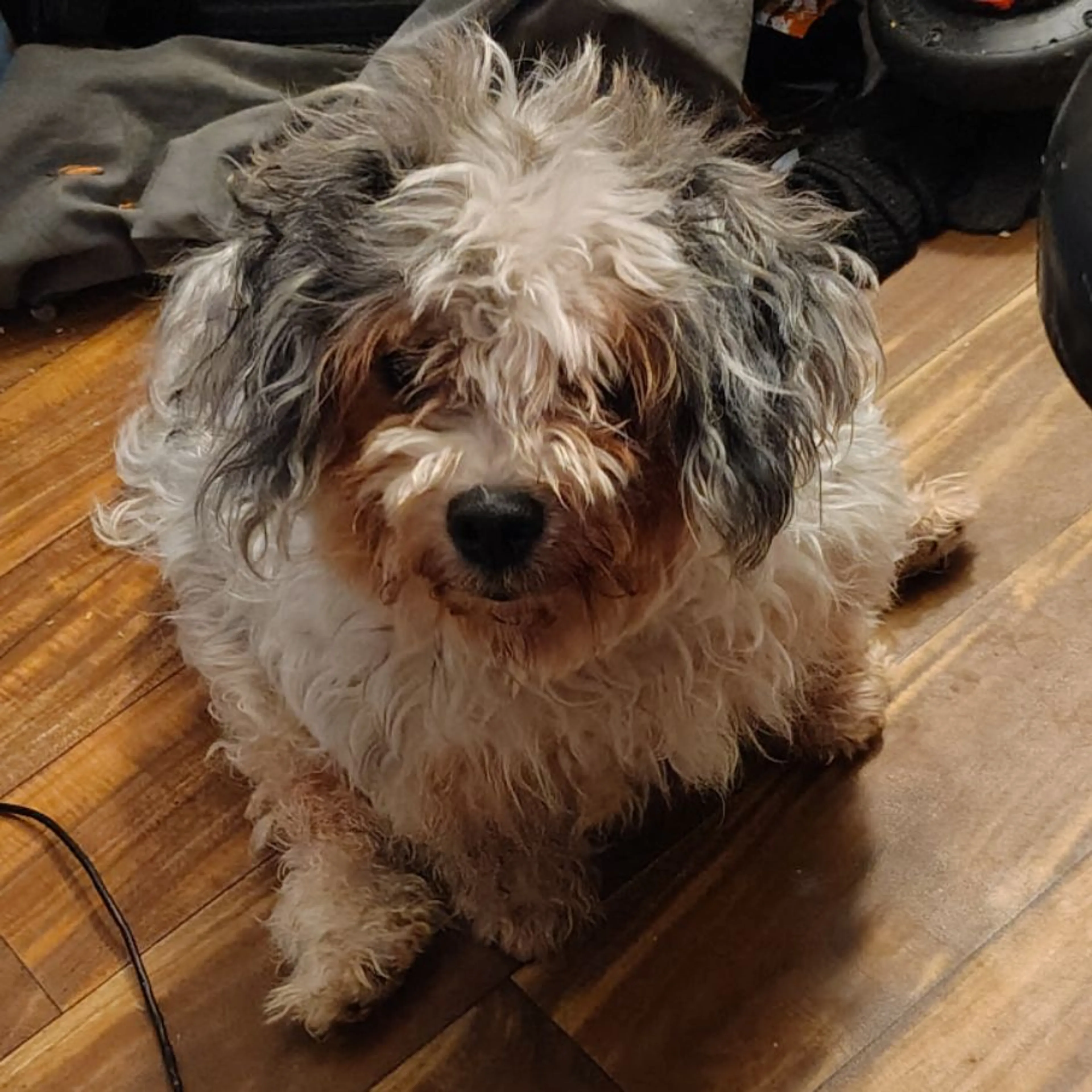 cdn image