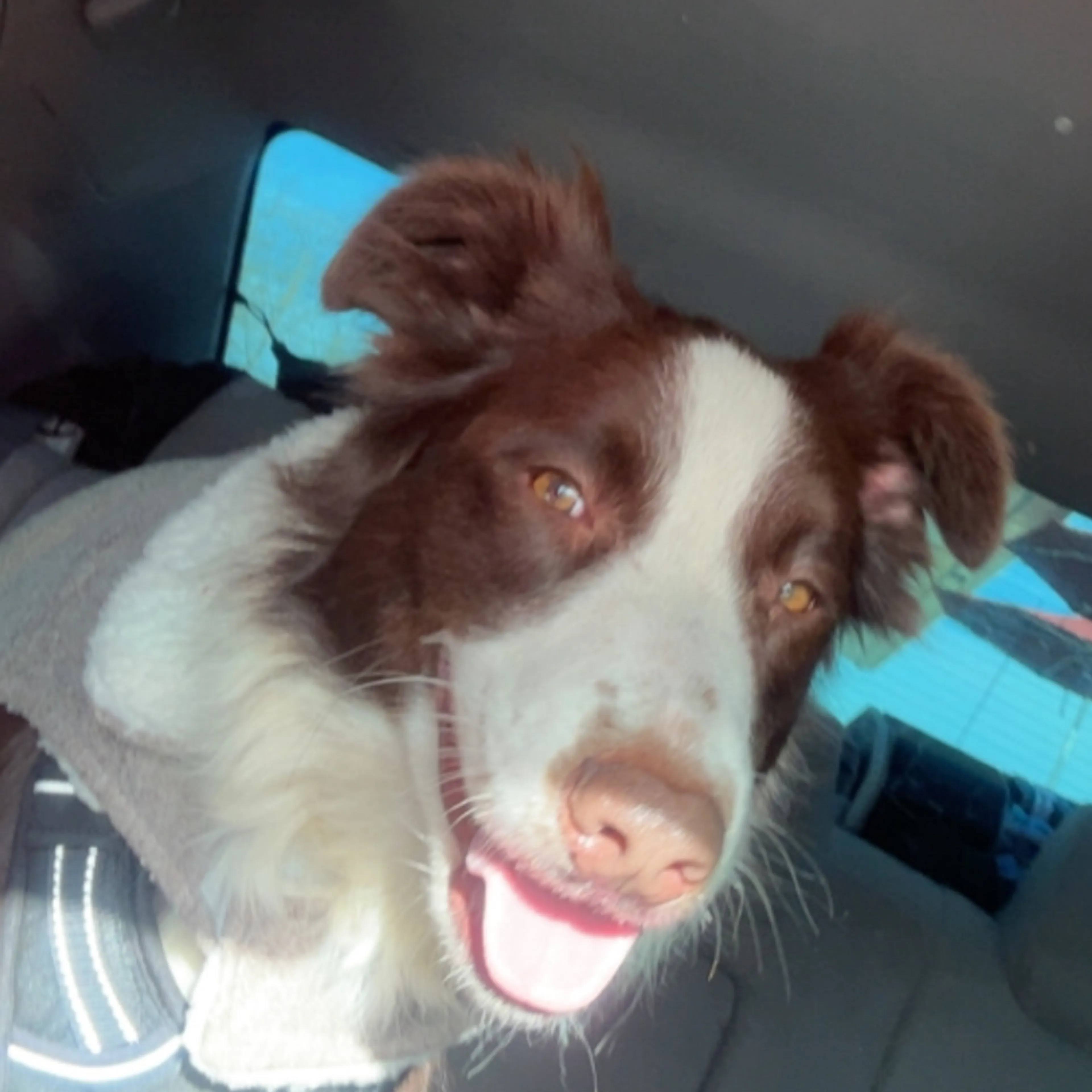 Lost pet-2