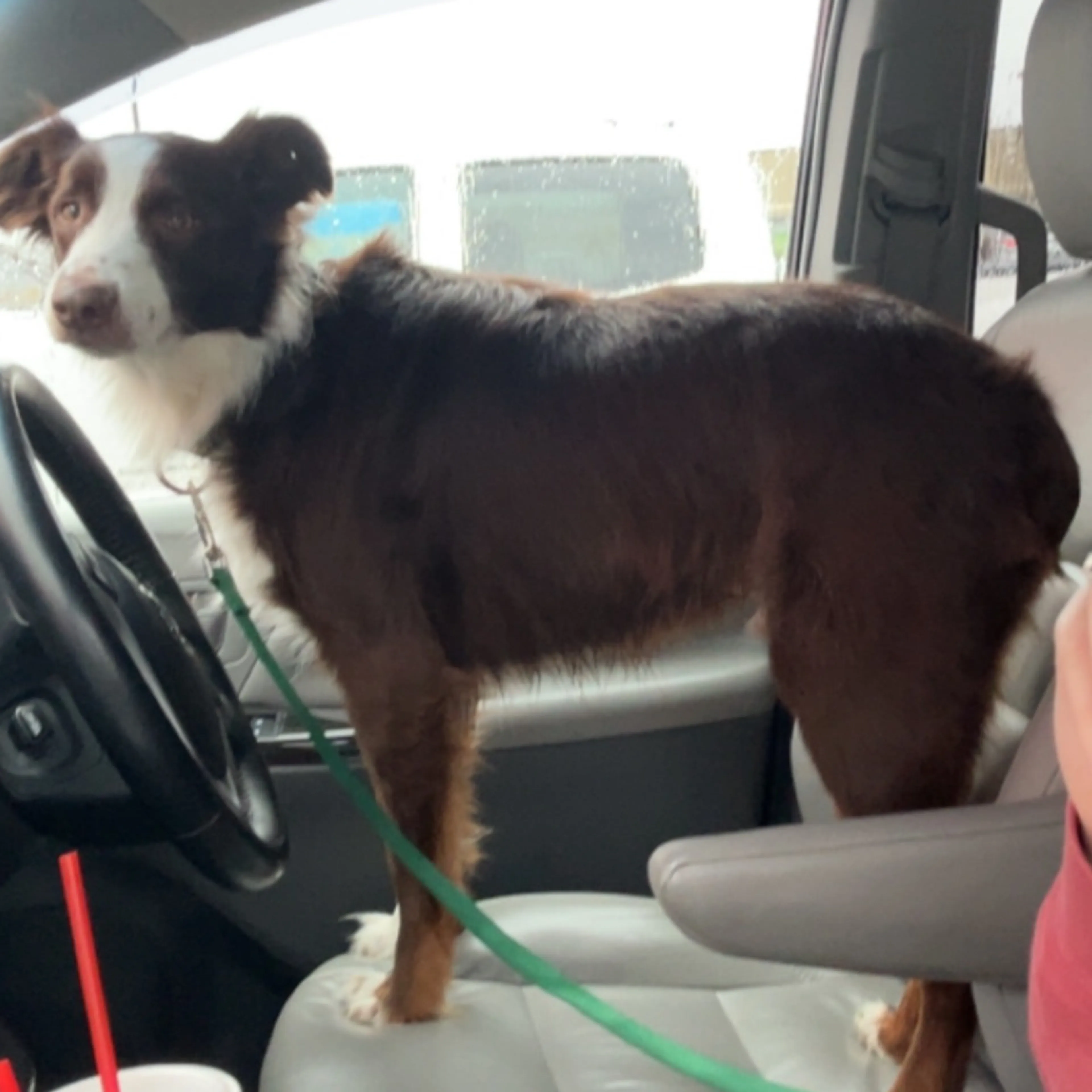 Lost pet-1