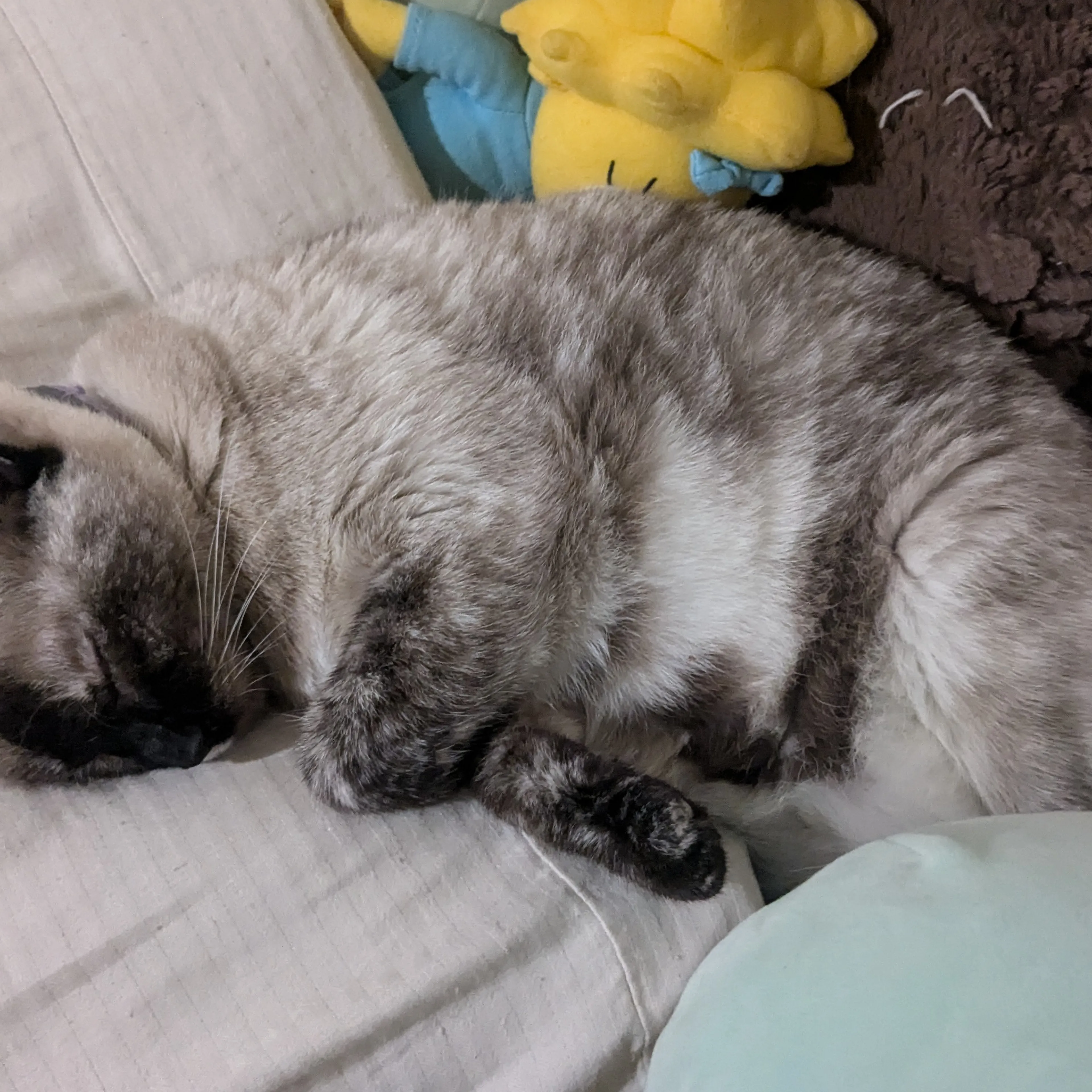 Lost pet-1