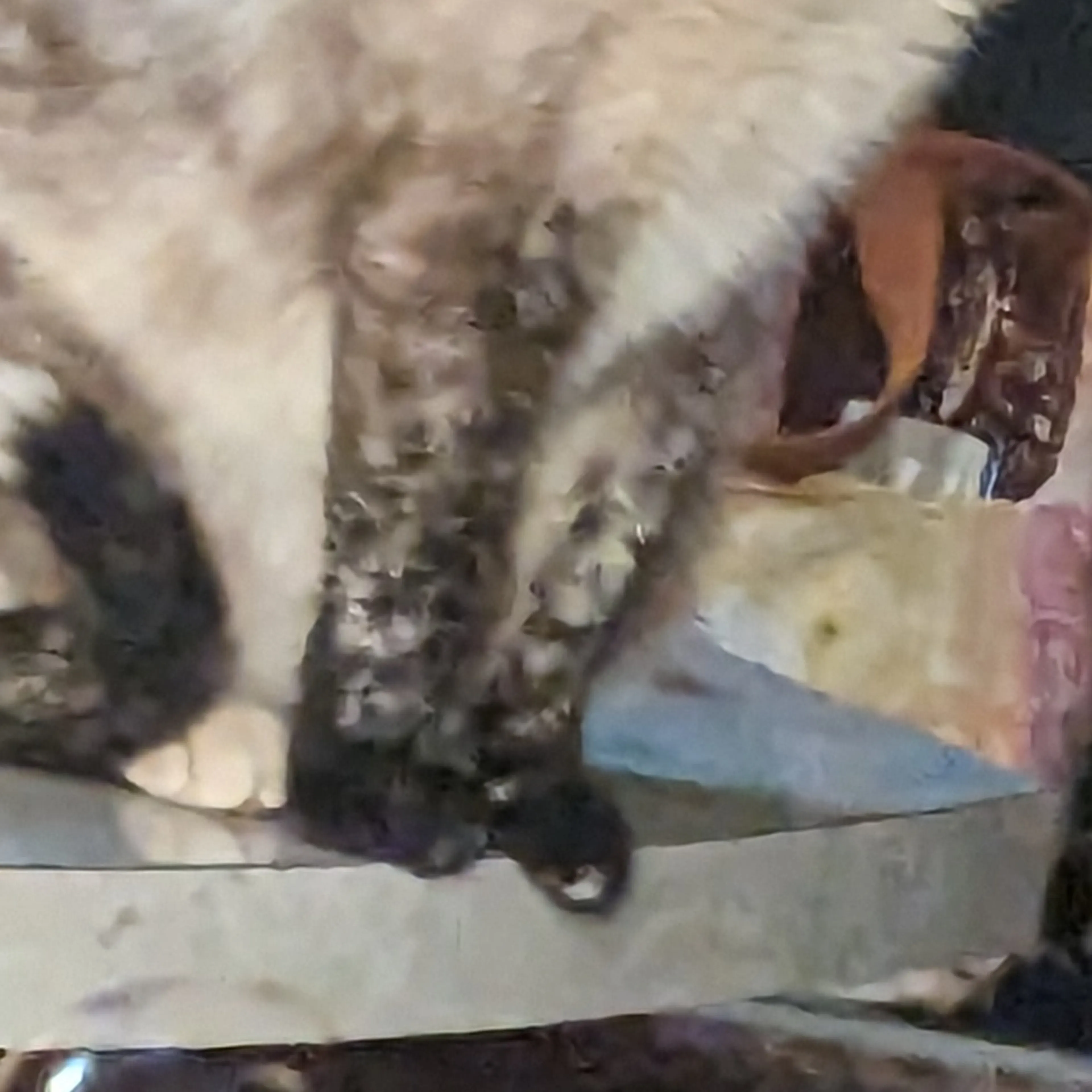 Lost pet-3