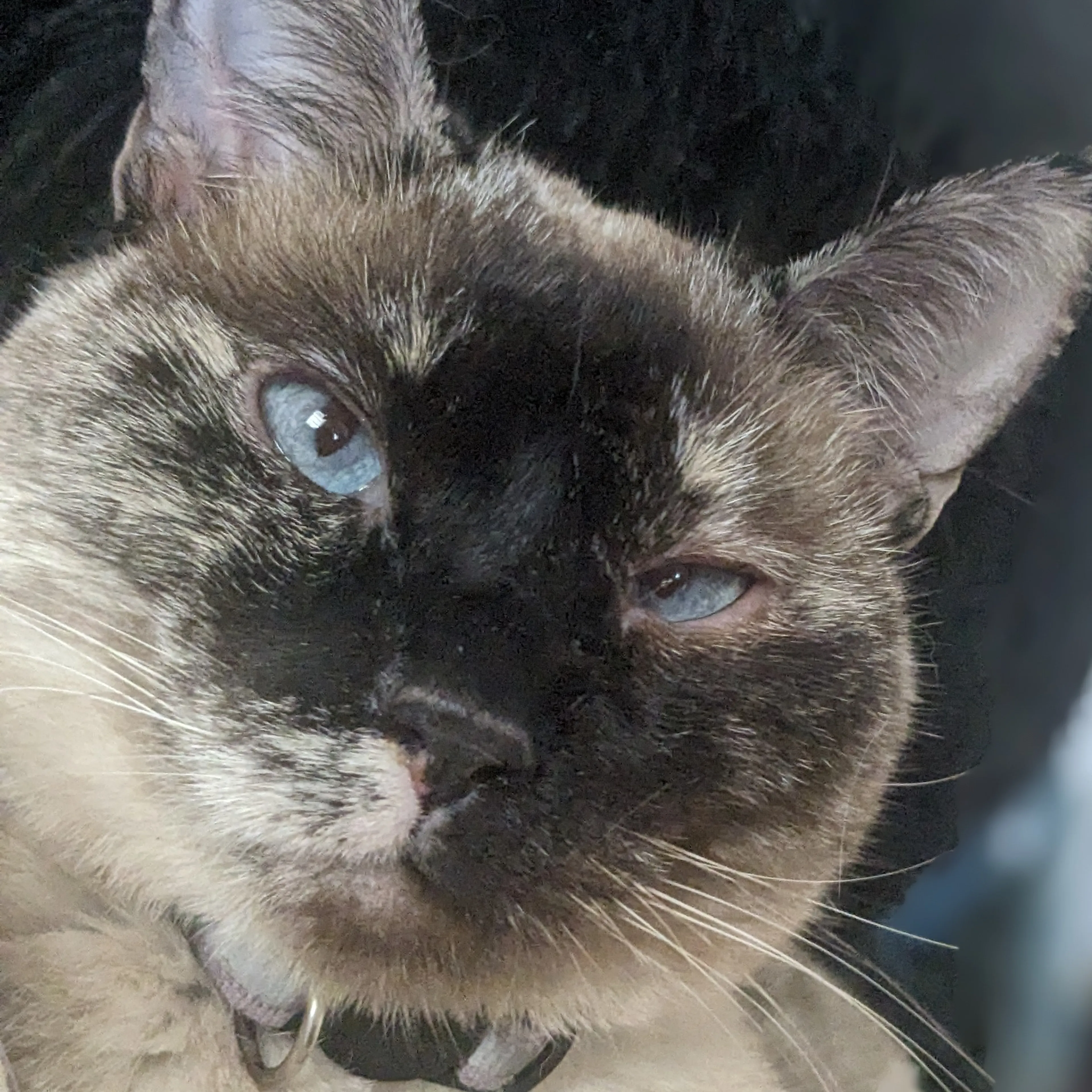 Lost pet-2