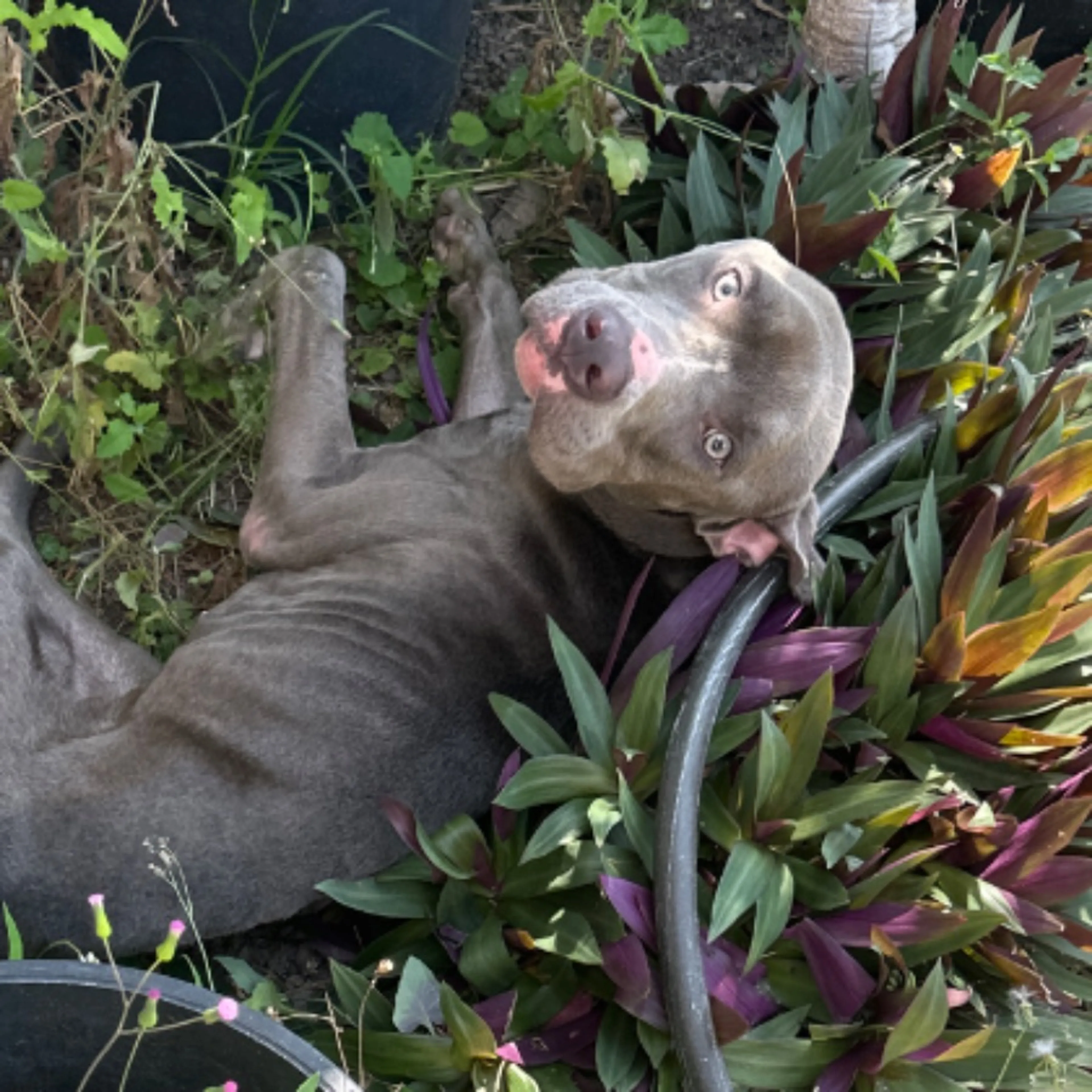 Found pet