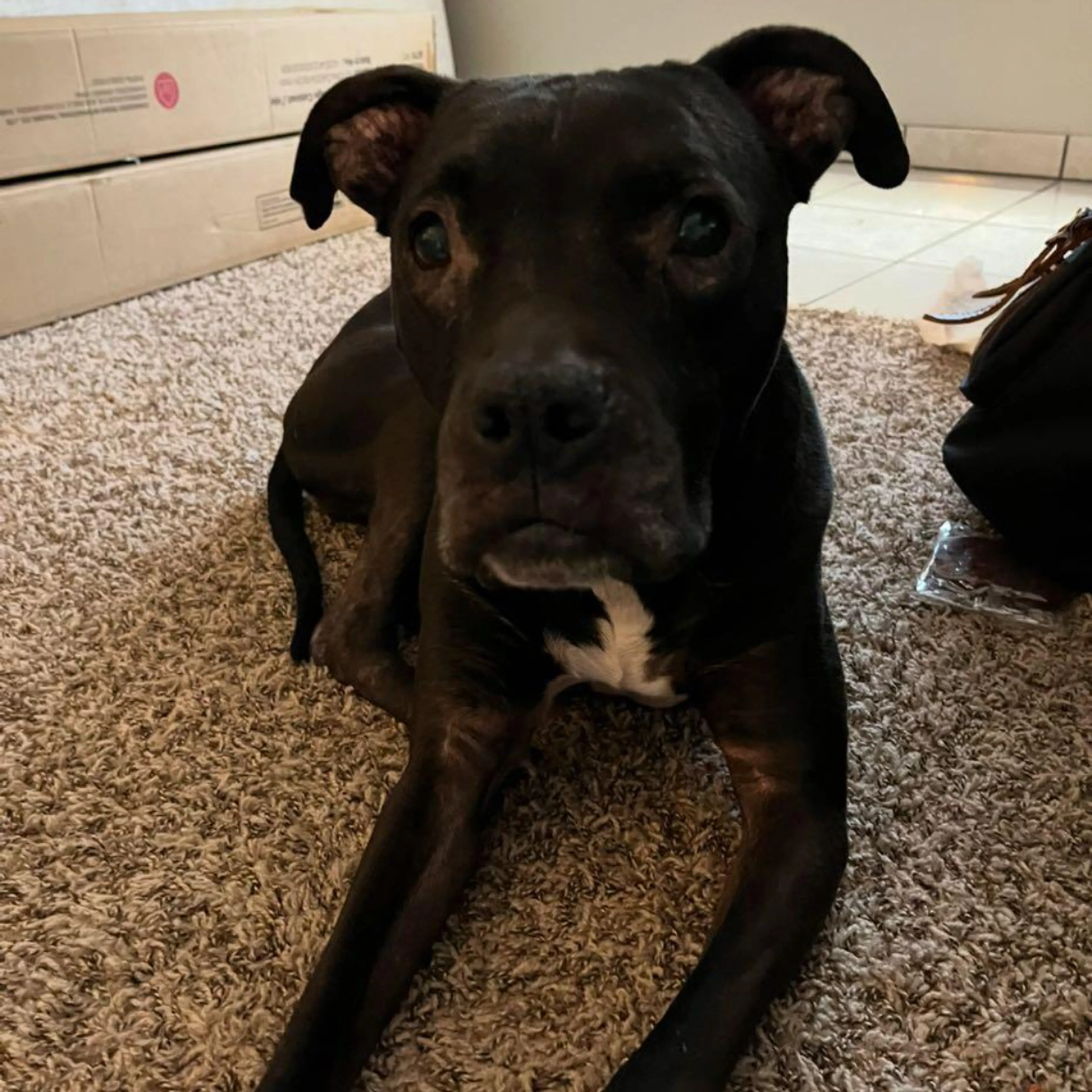 Lost pet-2