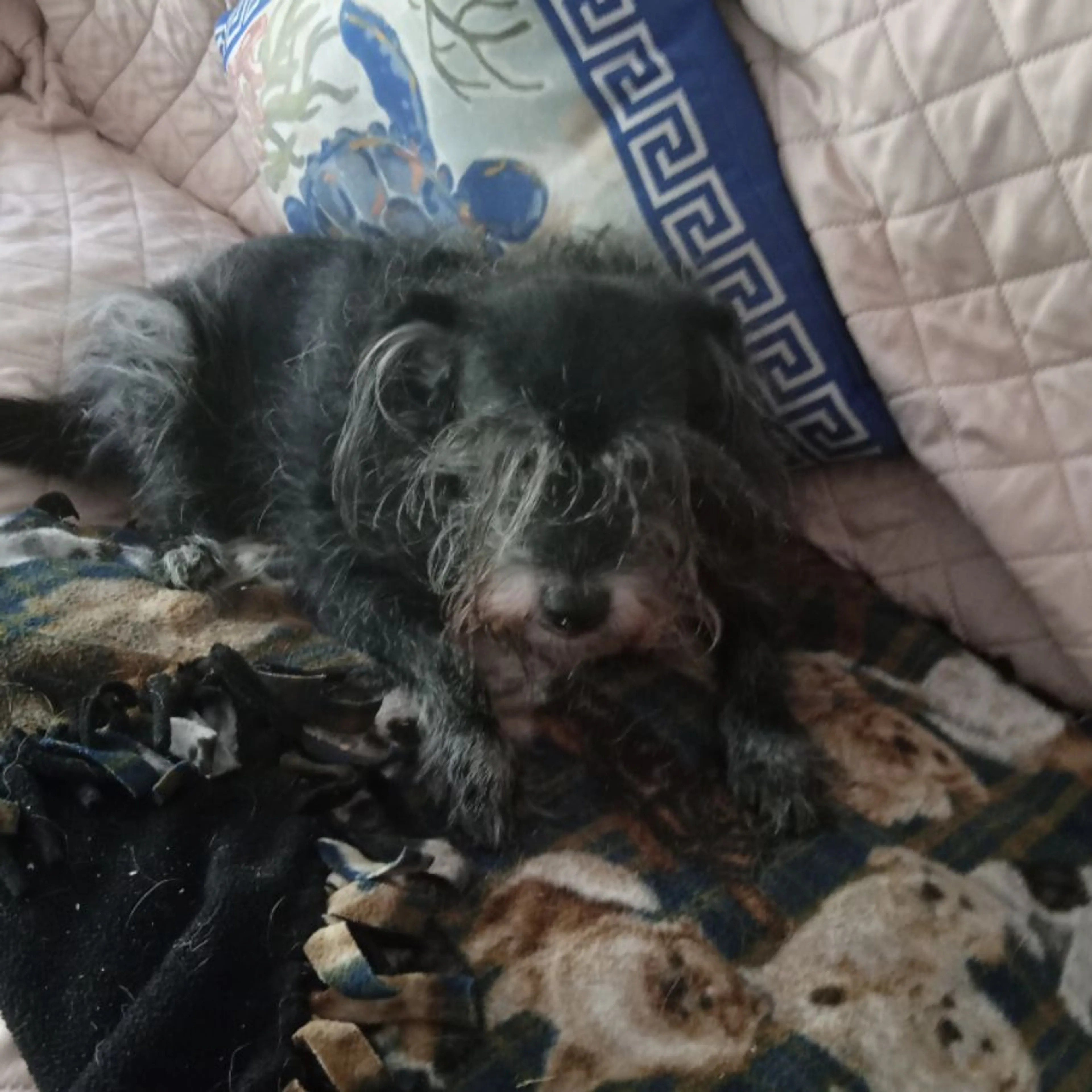 Lost pet