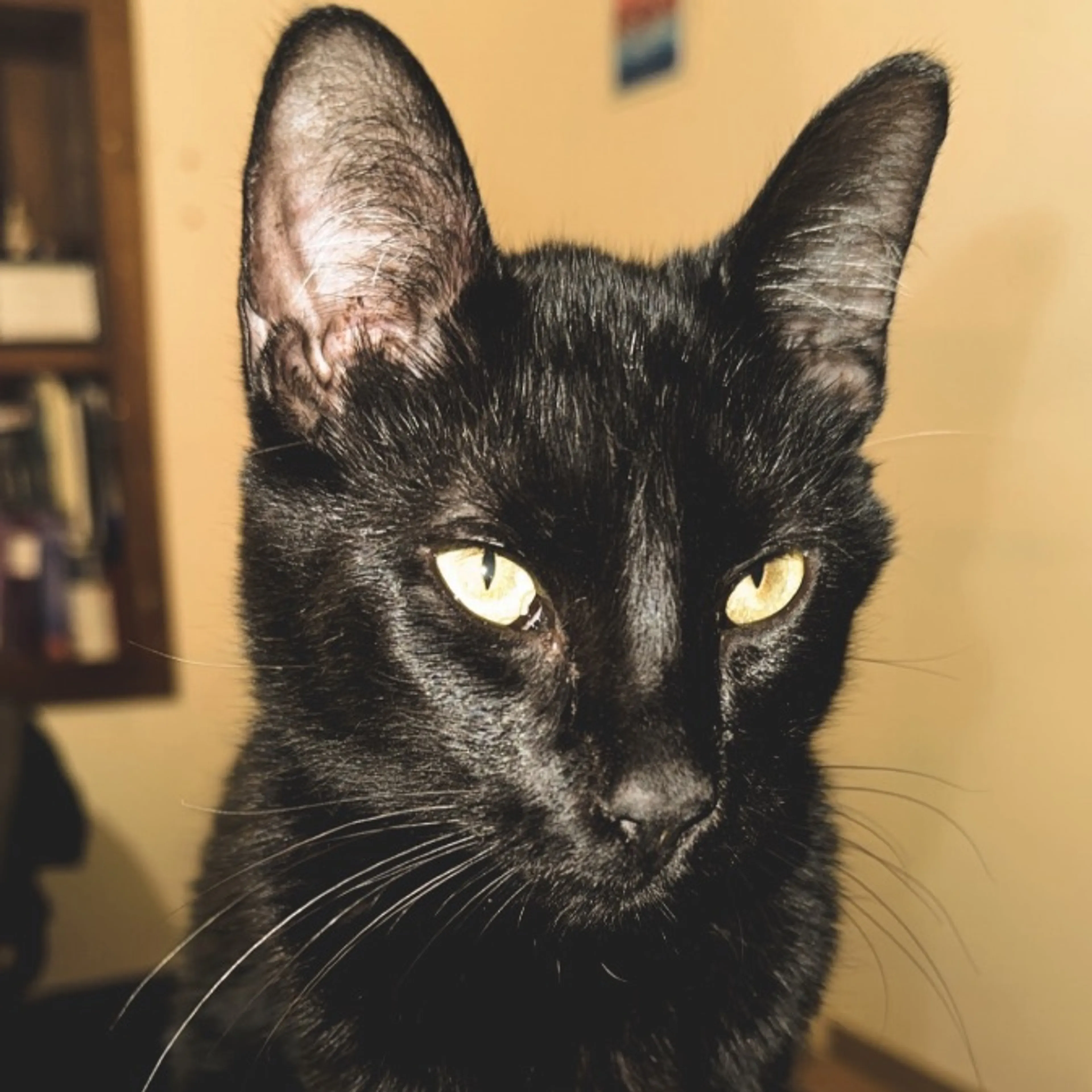 Lost pet