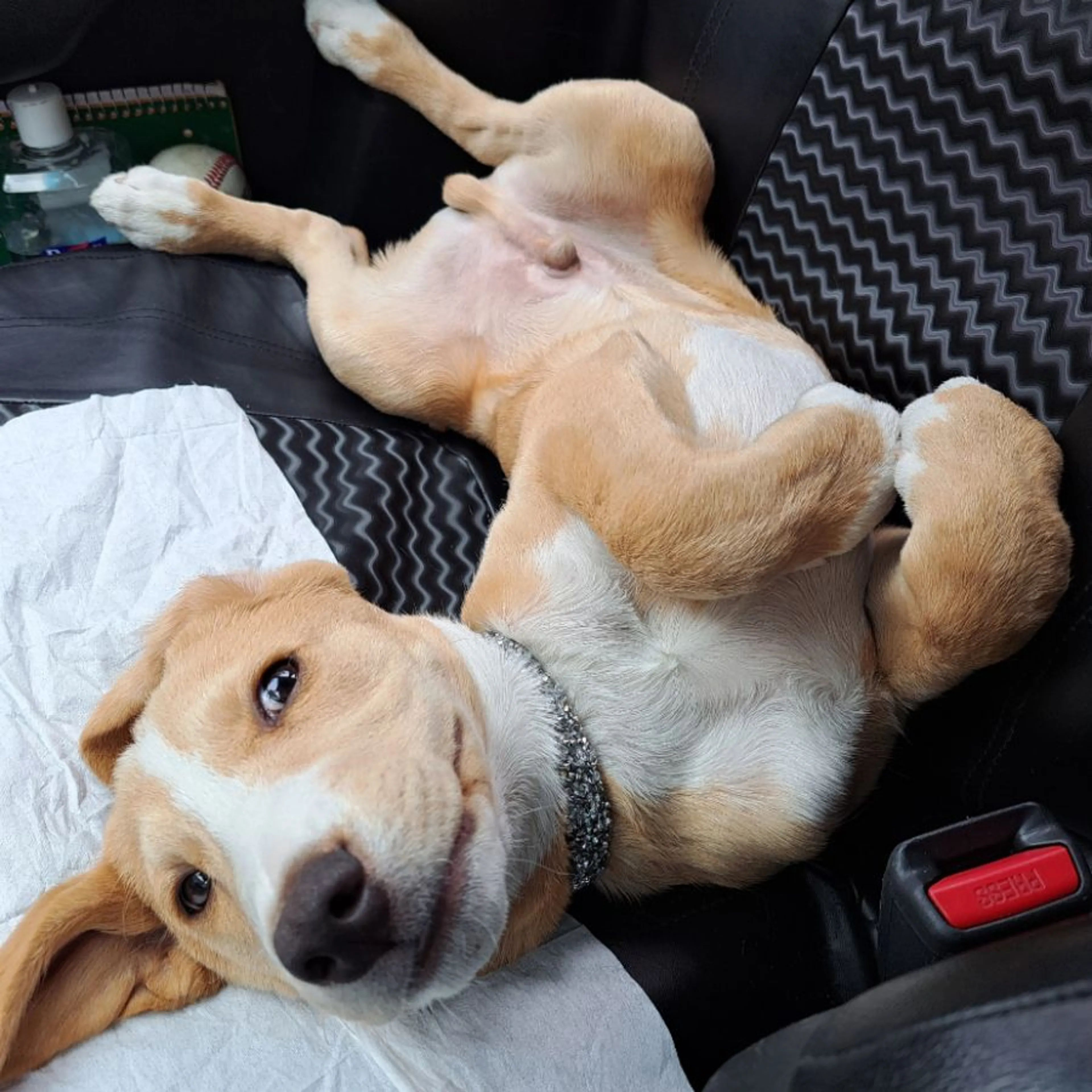 Lost pet