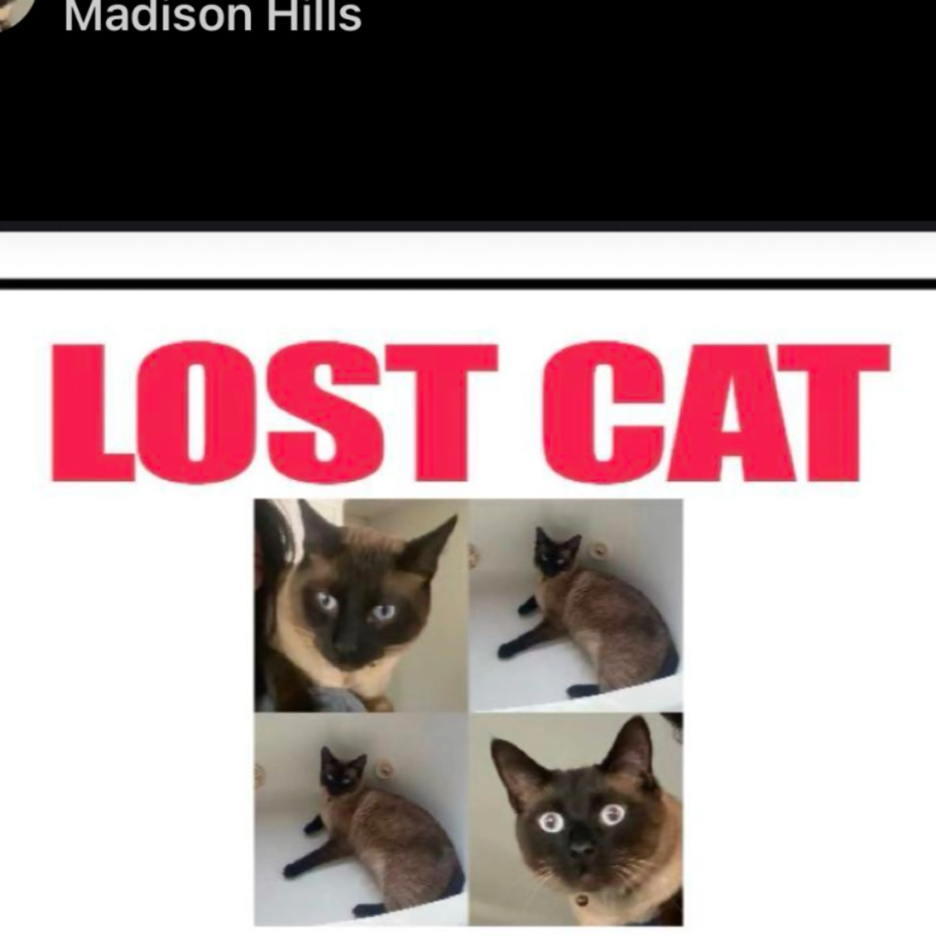Lost pet