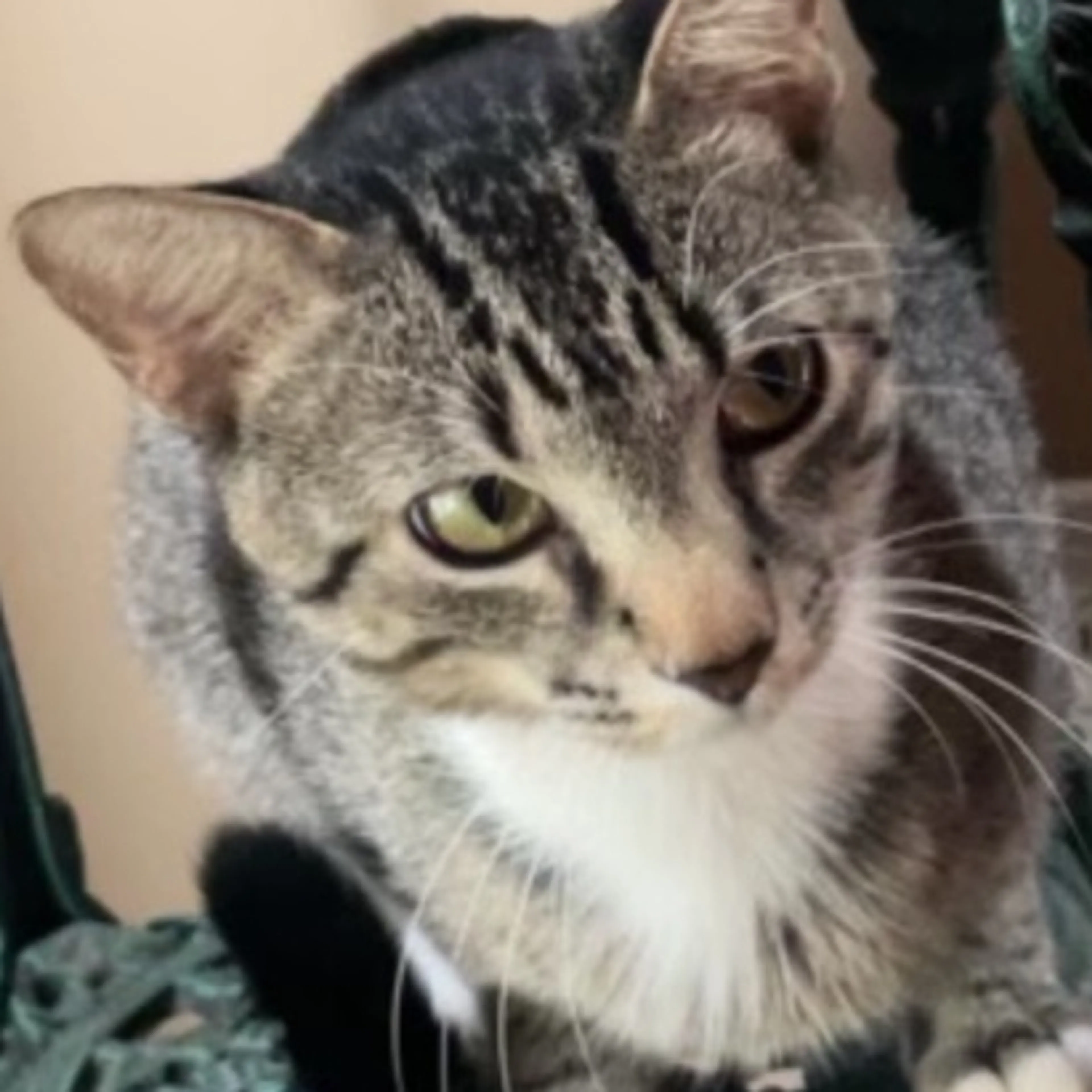 Lost pet-3