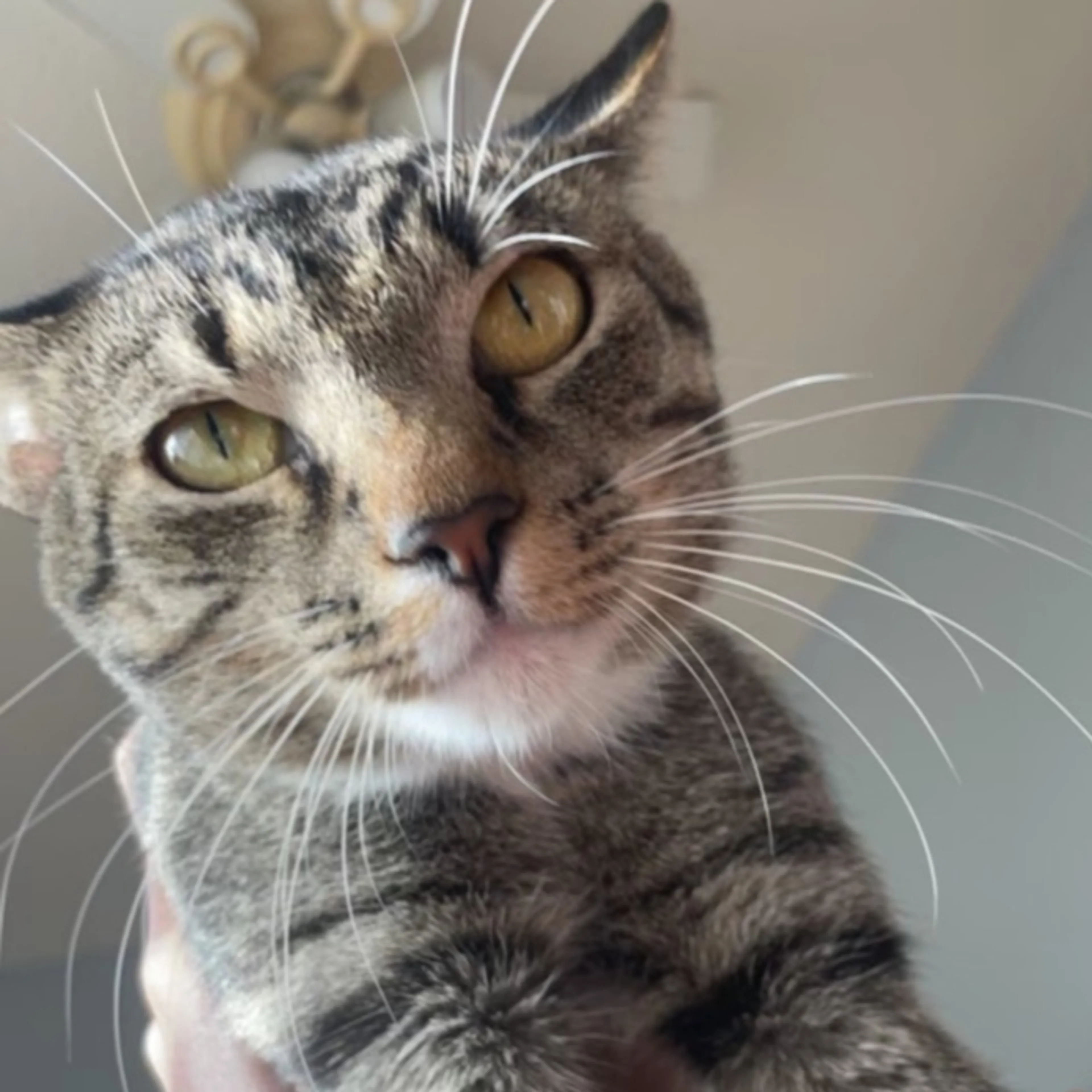 Lost pet-2