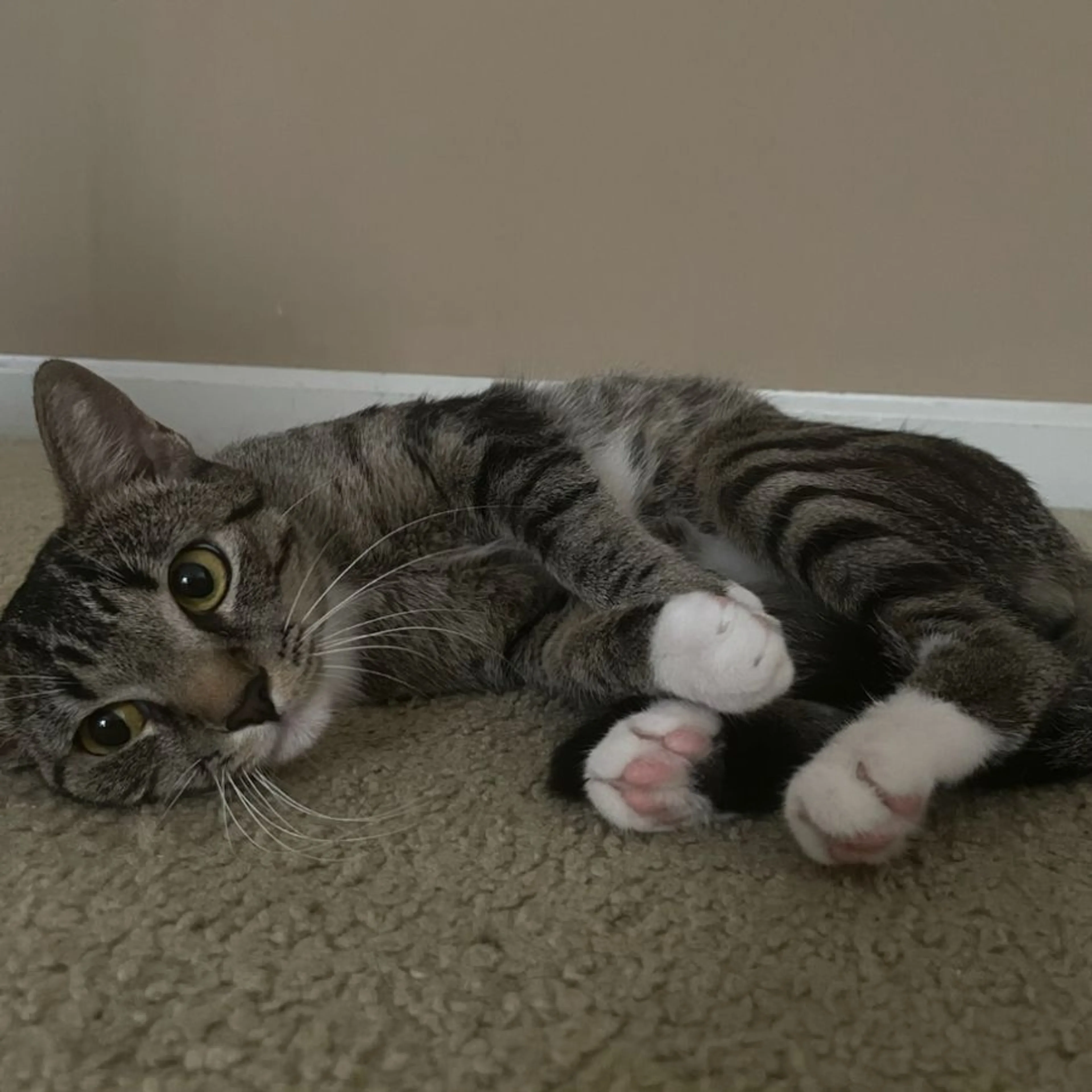 Lost pet-0