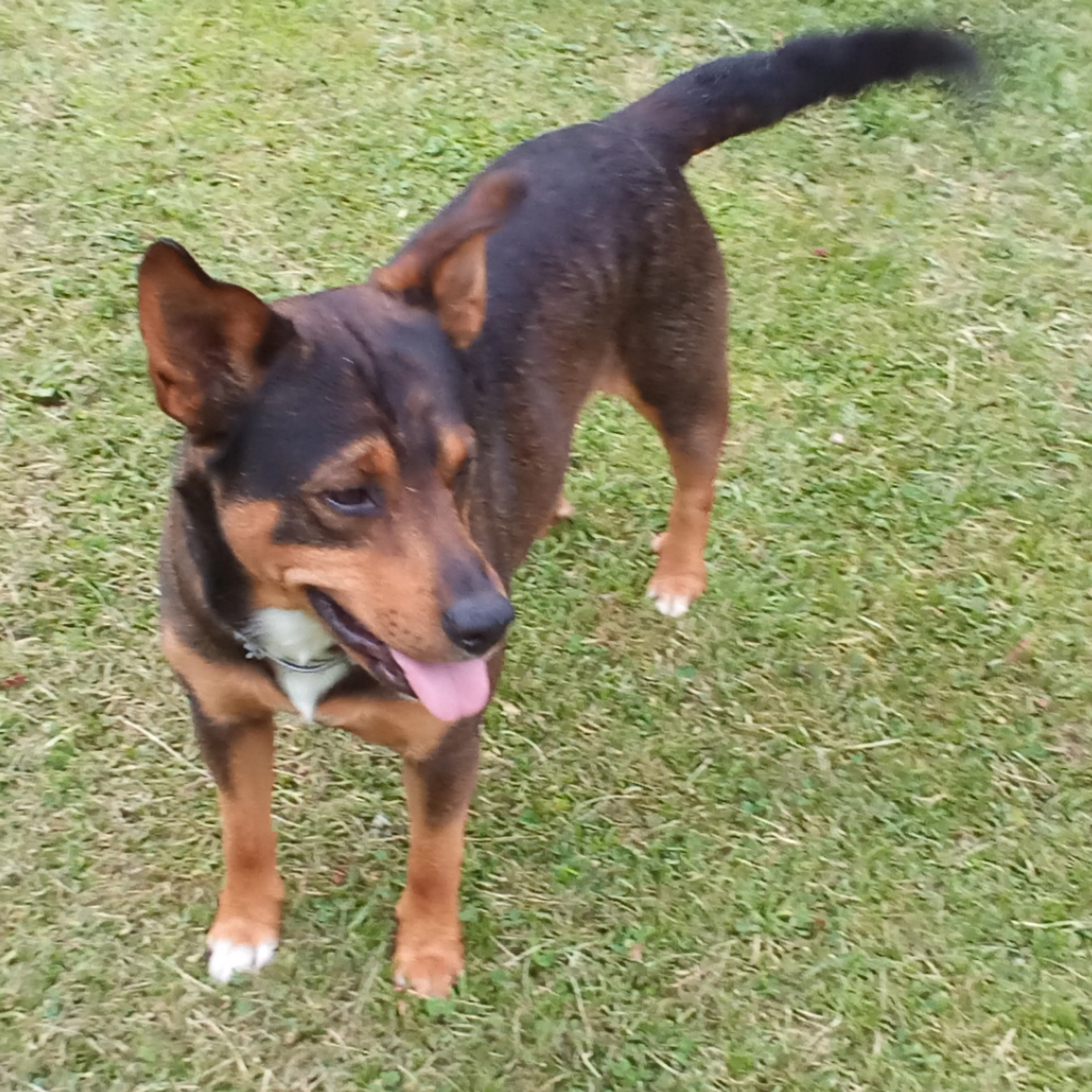 Lost pet-1