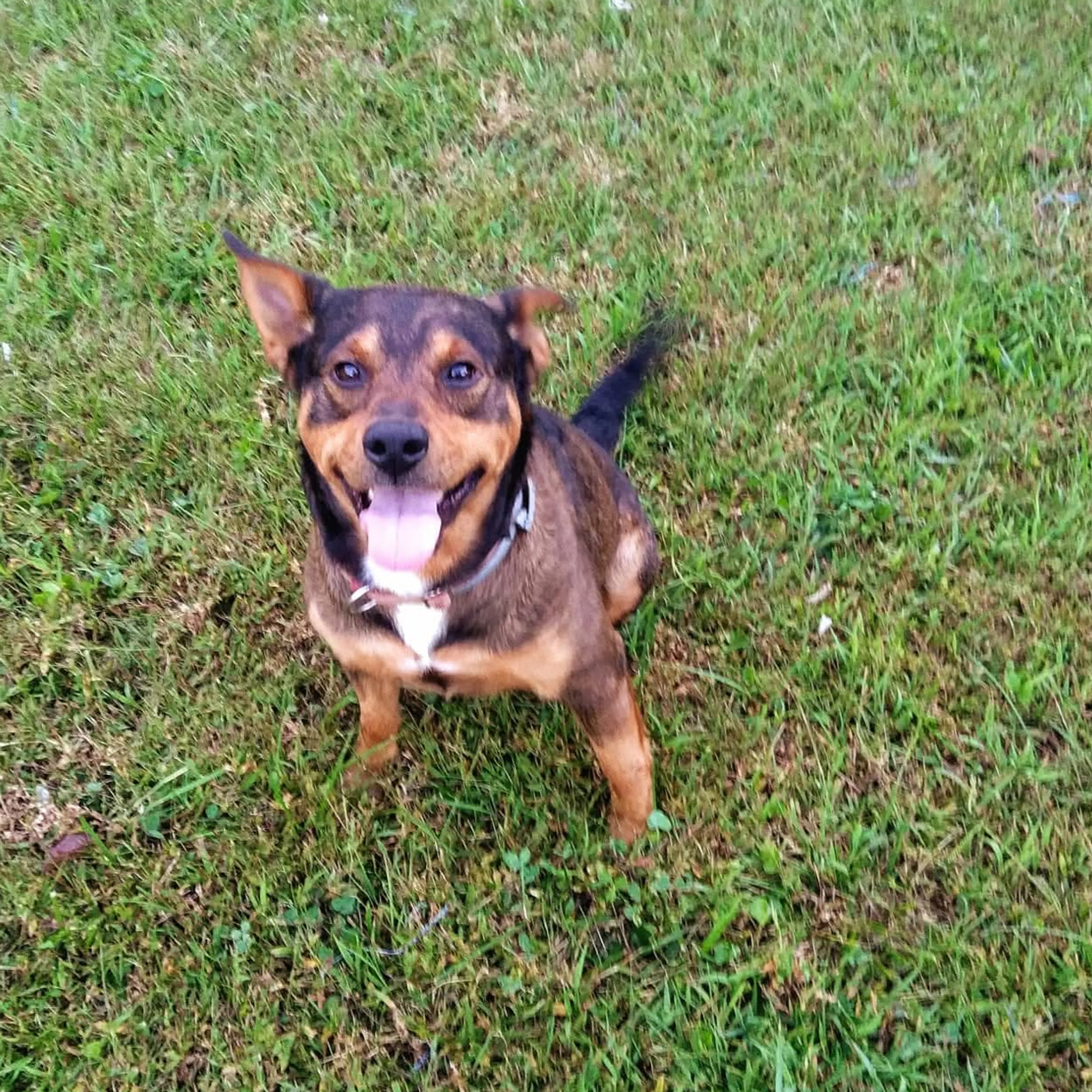 Lost pet-2